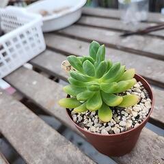 多肉植物　春萌の画像