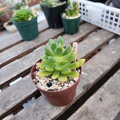 多肉植物　春萌の画像