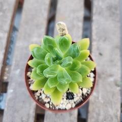 多肉植物　春萌の画像