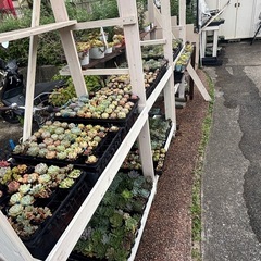 多肉植物🌸エケベリア🌸セダムなど