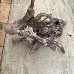流木？
