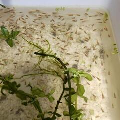 今年産まれヒメダカ幼魚50匹🐟②