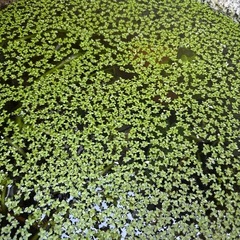 アオウキクサ 浮草(メダカ、金魚に)
