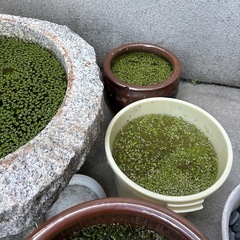 アオウキクサ 浮草(メダカ、金魚に)の画像