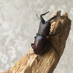ノコギリクワガタ ペアの画像