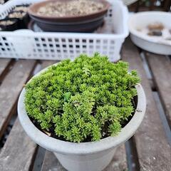多肉植物　万年草