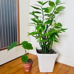 ペディランサス(大銀竜)66cm＋ウンベラータ 2点セット