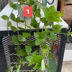 鑑賞植物　トラディスカンチア属 アロマティカス等