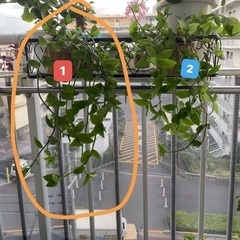 鑑賞植物　トラディスカンチア属 