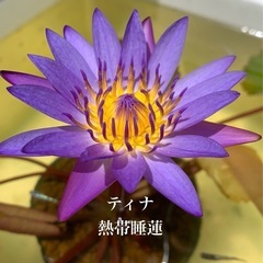 🌸 睡蓮（ティナ）1ポット800円（メダカ付き） 