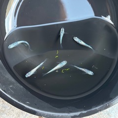 ネプチューンメダカ