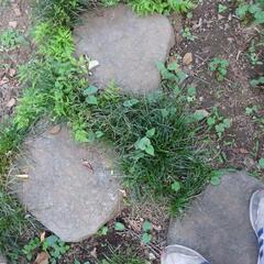 リュウノヒゲ　龍のひげ　草花　ガーデニング　苗木　植物　園芸　１株　Ａ