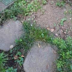 リュウノヒゲ　龍のひげ　草花　ガーデニング　苗木　植物　園芸　１株　Ａの画像