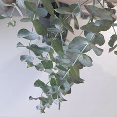 希少！ユーカリ　シネレア　大きめ5号鉢 83cm観葉植物ガーデニングの画像