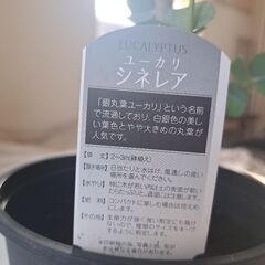 希少！ユーカリ　シネレア　大きめ5号鉢 83cm観葉植物ガーデニングの画像