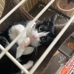 ハチワレ