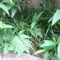 オオシマカンスゲ　草花　ガーデニング　苗木　植物　園芸　１株　Ｃの画像