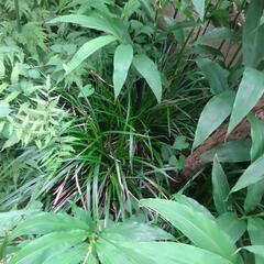 オオシマカンスゲ　草花　ガーデニング　苗木　植物　園芸　１株　Ｃの画像