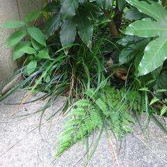 オオシマカンスゲ　草花　ガーデニング　苗木　植物　園芸　１株　Ｃの画像