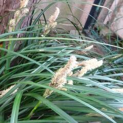 オオシマカンスゲ　草花　ガーデニング　苗木　植物　園芸　１株　Ｃの画像