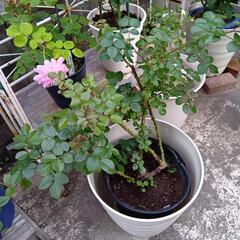 決まりました。　バラ苗　フロレンティーナ　赤バラ　つるバラ
