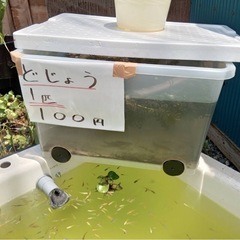 めだか　メダカ　どじょうの画像