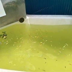 めだか　メダカ　どじょうの画像