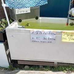 めだか　メダカ　どじょうの画像