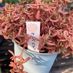 受付中🌵フンヴェルティ カット苗