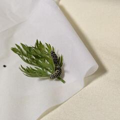 キアゲハの幼虫