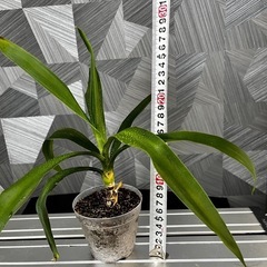 【観葉植物】青年の木　ユッカの画像