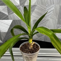 【観葉植物】青年の木　ユッカの画像