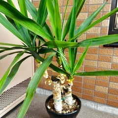 【観葉植物】青年の木　ユッカの画像