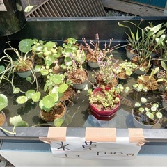 水草　めだか