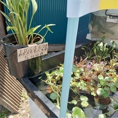 水草　めだかの画像