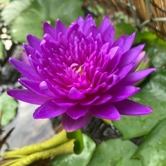 熱帯睡蓮 キングオブサイアム 球根の画像