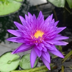 熱帯睡蓮 キングオブサイアム 球根の画像