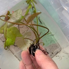 熱帯睡蓮 キングオブサイアム 球根の画像