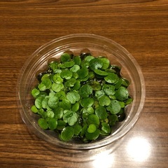 水草🌿アマゾンフロックピット20株とメダカの針子