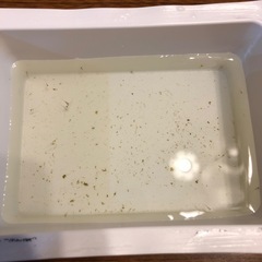 水草🌿アマゾンフロックピット20株とメダカの針子の画像