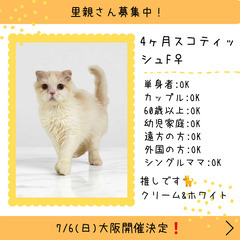 里親募集中！4カ月スコテッシュフォールド♀(⋈◍＞◡＜◍)。✧♡