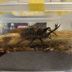 カブトムシ（オス単体）