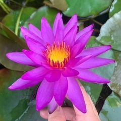 温帯睡蓮 ディテクティブエリカ 苗