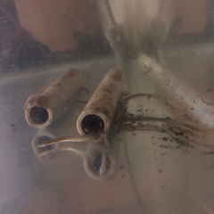 ウナギ　熱帯魚　淡水魚　アクアリウム　メダカ　日本淡水魚
