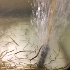 ウナギ　熱帯魚　淡水魚　アクアリウム　メダカ　日本淡水魚の画像