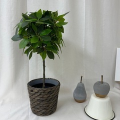 観葉植物(造花)