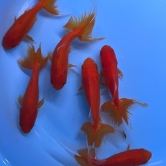 金魚　ジャンボオランダ獅子頭　大きい金魚の画像