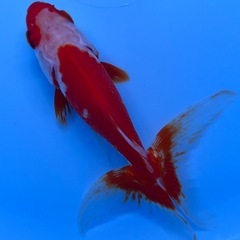 金魚　ジャンボオランダ獅子頭　大きい金魚の画像
