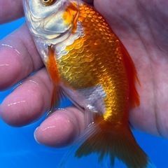 金魚　ジャンボオランダ獅子頭　大きい金魚の画像