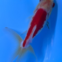 金魚　ジャンボオランダ獅子頭　大きい金魚の画像